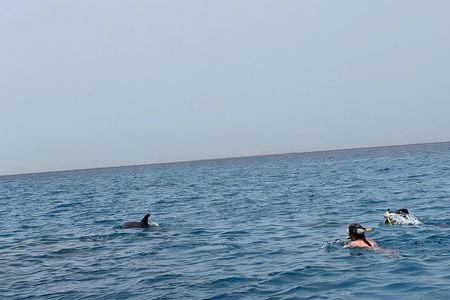 Swimming with dolphins by speed boat