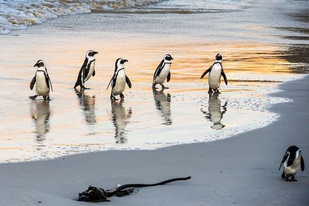 Half day African Penguin Tour
