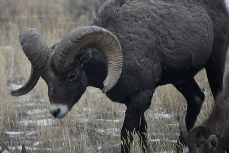 Yellowstone Park Private Day Trip from Big Sky - Full or Half Day