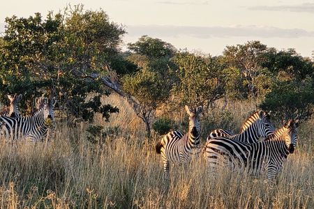 Zambezi National Park 3 hour Safari