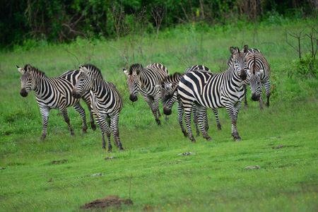 Private full day Akagera National Park with a relaxing boat ride