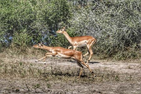 Chobe Day Trip in Botswana