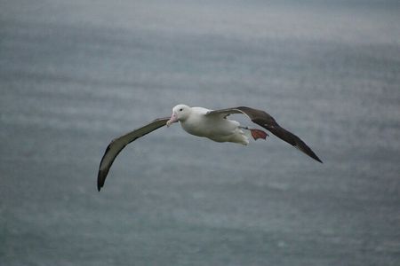 You choose the itinerary Dunedin, Full day, 6hrs