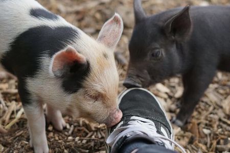 Meet the mini pigs