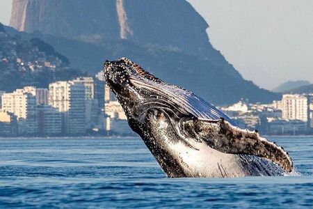 Boat Tour - Snorkeling with Turtles or Whale Watching Experience