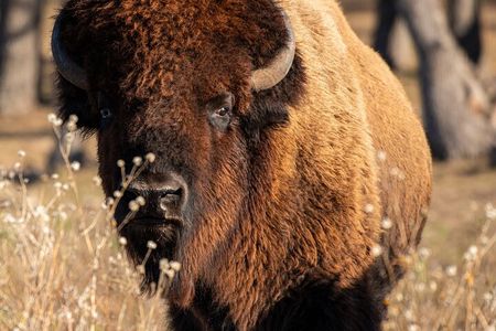 Fredericksburg Safari Tour With Wine Tasting