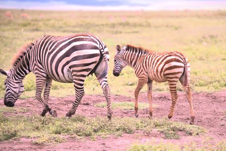 7 Day Ultimate Big Five Wildlife Adventure