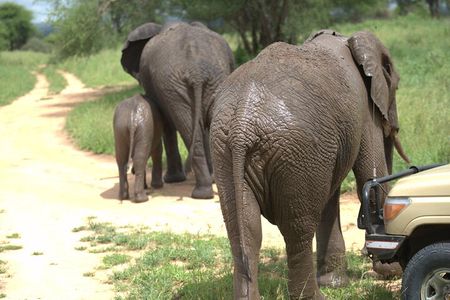 7 Day Ultimate Big Five Wildlife Adventure