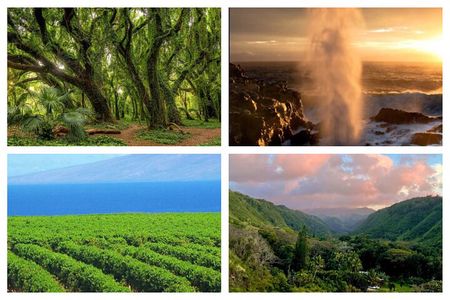 Fun! Open-Air Banyan Tree and Blowhole Sight-Seeing MauiTour!