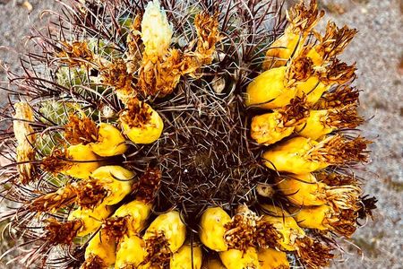 1.5hr Desert Botanical Garden Sunset Tour. Small Group. 6:30-8pm