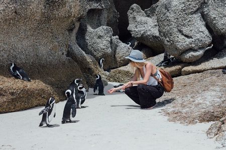 Half-Day Cape Town Tour: Tickets, Fees, Table Mountain & Penguins