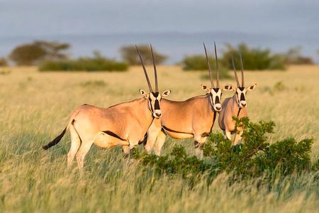 2 Days Safari Adventure to Awash National Park Ethiopia