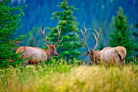 Banff Wildlife Explore and Johnston Canyon Hiking Tour