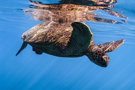 Turtle Canyon Snorkel from Waikiki: Turtles Guaranteed