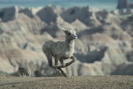 Badlands Alive: A Day in Wild and Wondrous Lands