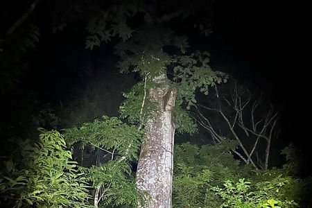 Night Adventure at Soberania National Park