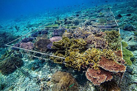 Coral Restoration Snorkeling Tour On Nusa Penida with NGO