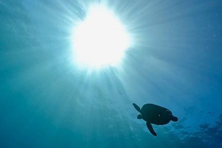 Premier Dive Spots Experience in Kushimoto