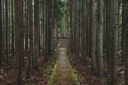 Kyoto’s Ultimate Hidden Gem: Private Car Tour to a Sacred Shrine