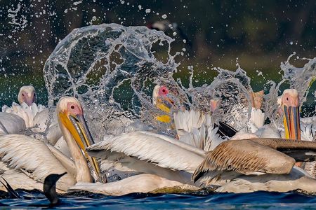 Ranthambore Safari | Bird Watching | Agra & Delhi from Jaipur