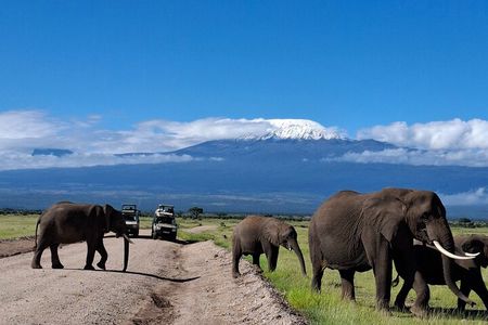 Amboseli Day Tour from Nairobi