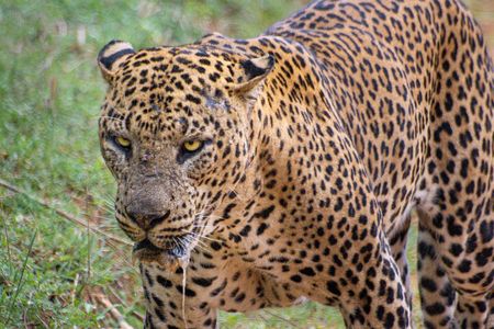 Yala National Park: Half day or Full Day Leopard Safari Tour