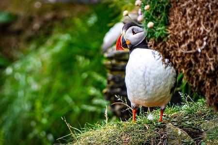 Puffin Tour