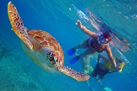 Full day Oahu´s North Shore Circle Island & Snorkeling w/ Turtles