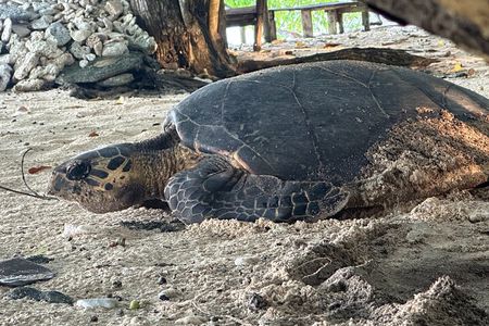 Island Day Tour Santo's Best Snorkeling Marine Sanctuary