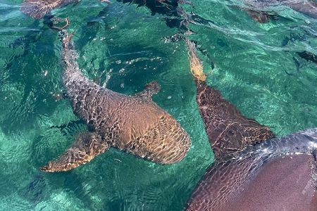 Swim with sharks and rays (3.0hrs)