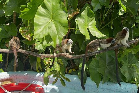 Lake Gatun Nature Cruise Panama Canal Experience