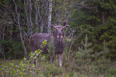 From Helsinki: Wildlife Safari with Campfire Dinner