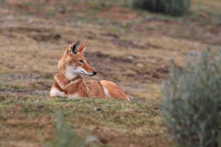 Discover Tour to Bale Mountains NP incl. Addis Ababa (3day)