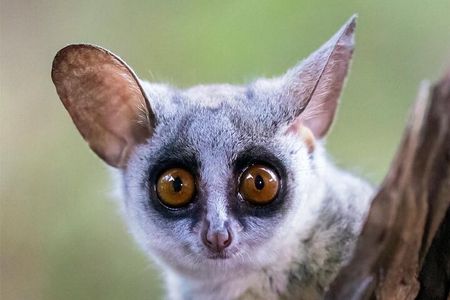 Hluhluwe-iMfolozi Park - Private Group Half Day Safari