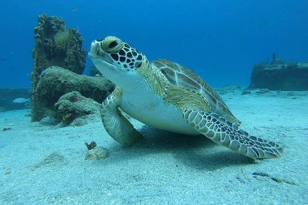 Brewers Bay Beach and Snorkel Adventure 