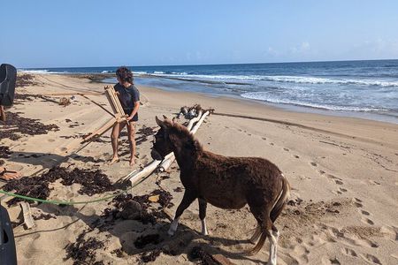 Guided Hike with Miniature Donkeys to a Secluded Beach