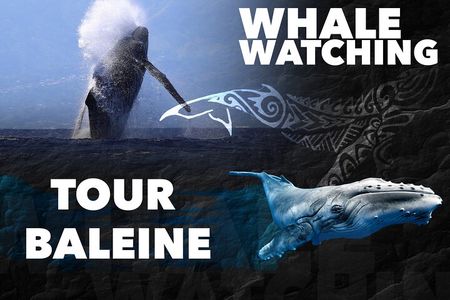 WHALE TOUR - Watching and Swimming with Whales