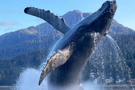 Juneau Top Sight Seeing Private Tour