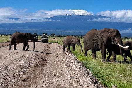 Amboseli Park & Kilimanjaro views Day tour
