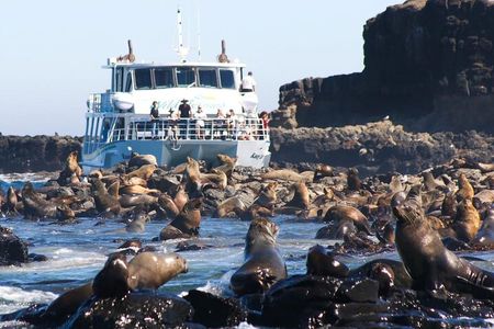 Phillip Island Wildlife Cruise and Penguin Tour from Melbourne