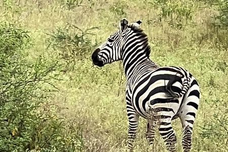5 Days: Serengeti ,Ngorongoro and Tarangire Safari