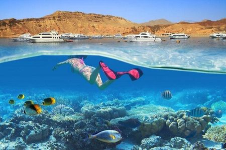 Snorkeling trip to White Island & Ras Mohammed in Sharm El Sheikh