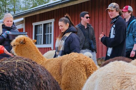 HELSINKI: Alpaca Walk Tour (VIP service)