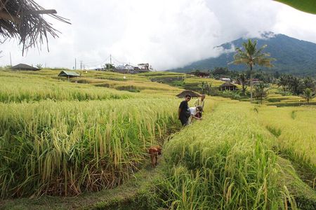 Munduk Highlights Tour - Private and Customizable 