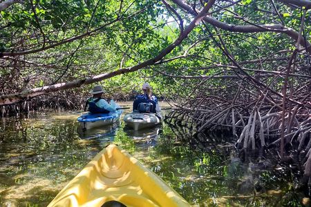 Guided Mangrove Eco Tours Kayak or Paddleboard Adventure