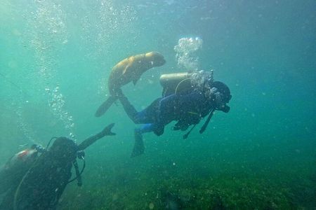 Private Diving Experience with Sea Lions in Punta Loma