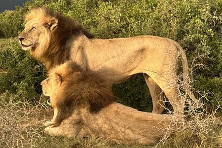 Big Five Safari at Schotia Private Game Reserve in Port Elizabeth