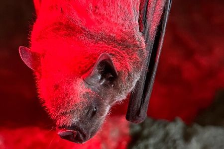 Cave, Bats and Boas Night Tour - Puerto Rico