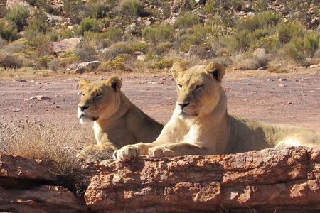 Exclusive Big5 Safari Aquila Game Reserve 