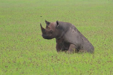 4 Days Private Arusha Safari Tour